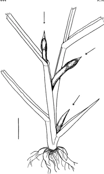 Fig. 3. Three galls of Orseolia bonzii sp. n. on young Paspalum scrobiculatum plant. (Scale line = 10 mm.)