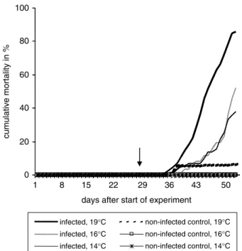 Fig. 3. Infection Exp. I. – swelling index of kidneys in ﬁsh subjected to diﬀerent temperature treatments