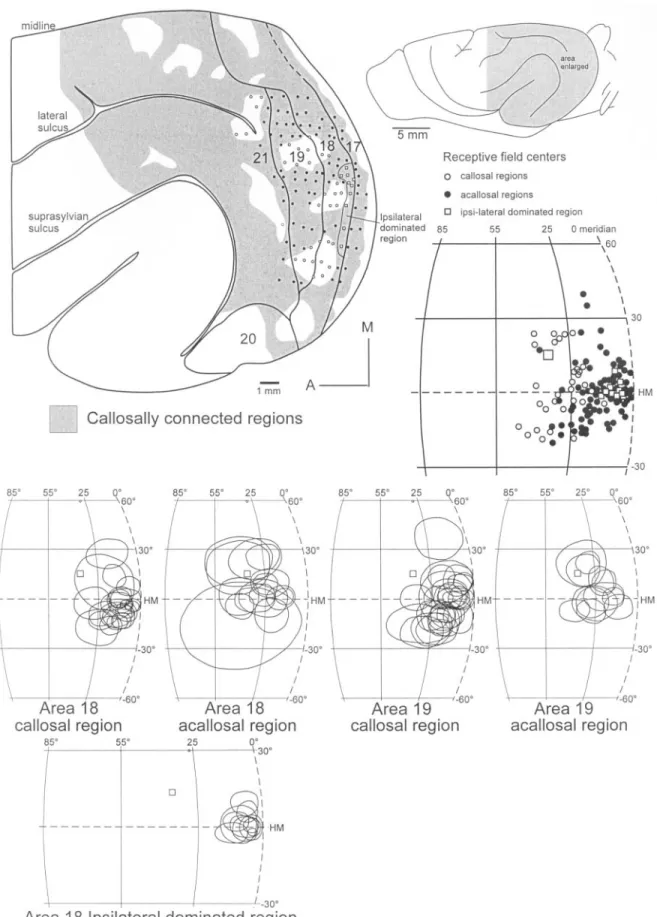 Figure 10. Representation of the relationship between callosal connectivity and retinotopy