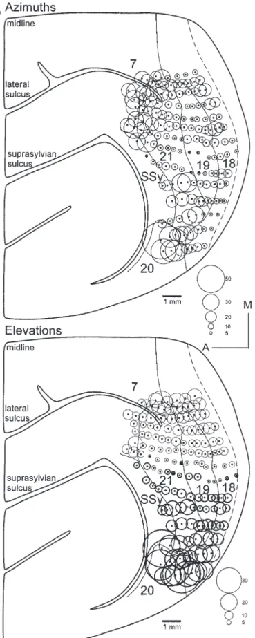 Figure 5. Reconstruction of the retinotopy within areas 19 and 21. Conventions as in Figures 2 and 4