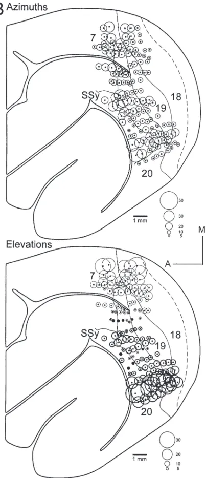 Figure 6. Reconstruction of the retinotopy within area 21. Conventions as in Figures 2 and 4