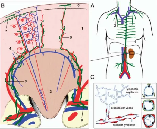 Fig. 1. Structure of the lymphatic vascular system. (A) Organization of major lymph trunks