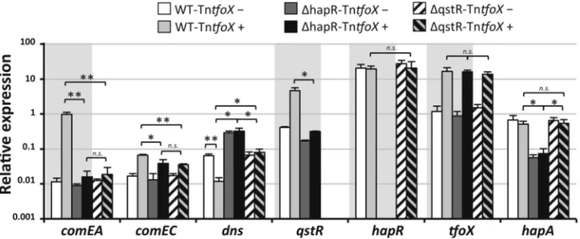 Table 2. QstR plays a major role in the natural transformation of V. cholerae