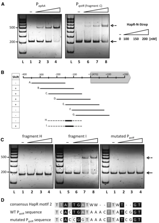 Figure 6. The HapR protein binds to the promoter region of qstR. (Panel A) HapR’s ability to bind to the upstream region of qstR was tested by EMSA