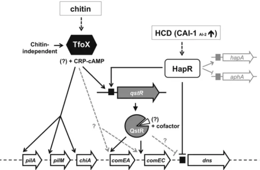 Figure 1. Schematic representation of the regulatory circuitry of natural competence and transformation of V