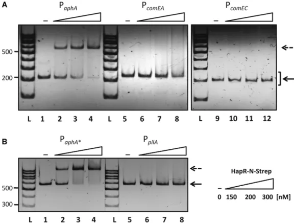 Figure 3. HapR does not bind to the comEA, comEC and pilA promoters in vitro. EMSA using the comEA (P comEA ), comEC (P comEC ) (panel A) and the pilA (P pilA ) (panel B) upstream regions as a probe did not show any bandshift