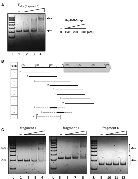 Figure 4. The HapR protein binds to the dns upstream region. (Panel A) Binding of HapR to the upstream region of dns results in a shifted DNA fragment
