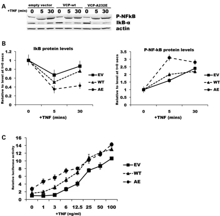 Figure 8. VCP mutant myoblasts show increased NF-kB signaling. (A) C2C12 myoblasts were transiently transfected with wild-type or mutant VCP constructs, and treated with TNF-a (100 mg/ml) for 5 and 30 min