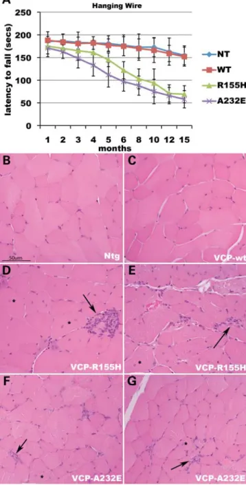 Figure 2. VCP mutant mice develop muscle weakness and histological signs of a myogenic pattern of myopathy
