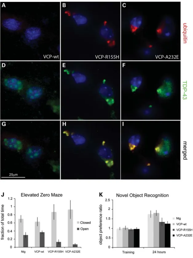 Figure 6. VCP mutant neurons show co-localization of cytoplasmic TDP-43 and ubiquitin, and behavioral assays reveal anxiety and memory defects