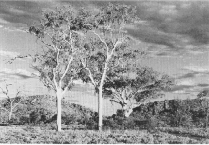 FIG. 2. Twin Gum-trees (Eucalyptus papuana), a well-knownfeature near Alice Springs (Diameter at breast height c