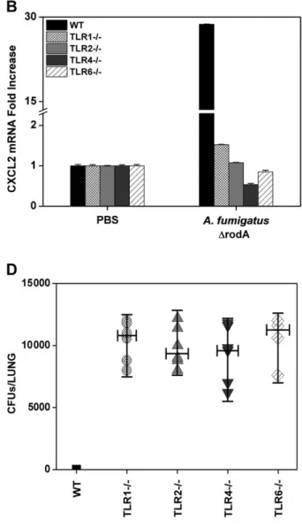Figure 3. Toll-like receptor (TLR) 1-, TLR2-, TLR4-, and TLR6-deficient mice show impaired chemokines expression in response to Aspergillus fumigatus and increased fungal burden in lungs compared with wild-type (WT) mice