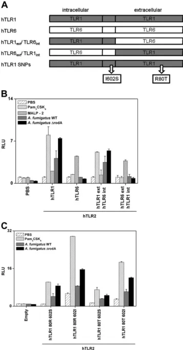 Figure 5. Extracellular domain of human Toll-like receptor (TLR) 1 (hTLR1) and G1805T (S602I) and G239C (R80T) polymorphism can modulate NF-jB activation on stimulation with wild-type (WT) and DrodA Aspergillus fumigatus