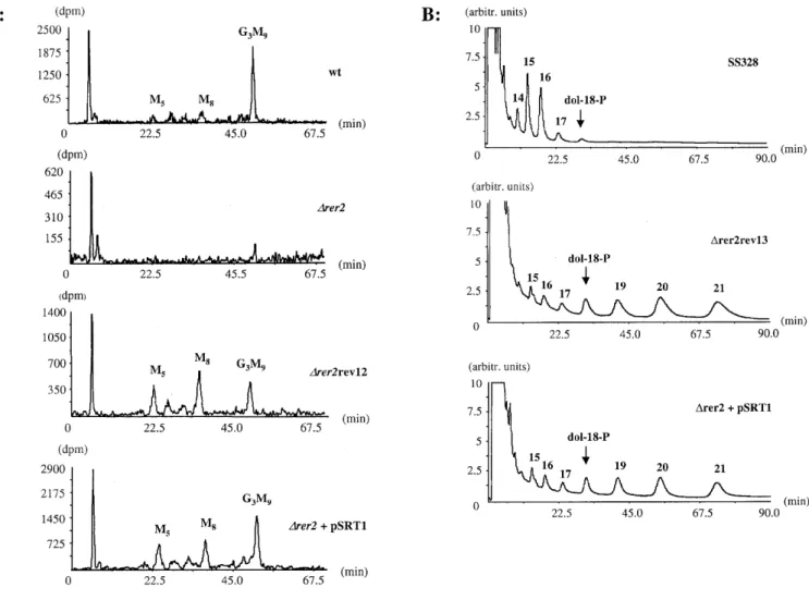 Fig. 4. Analysis of lipid-linked oligosaccharides (LLOs) and their Dol-P moieties in different strains
