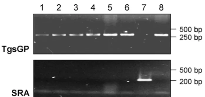Figure 2 Genotypic characterisation: ampliﬁcation of the Trypanosoma brucei gambiense-speciﬁc glycoprotein gene (TgsGP, top) and the serum resistance-associated gene (SRA, bottom) in trypanosomes isolated from human African  try-panosomiasis patients