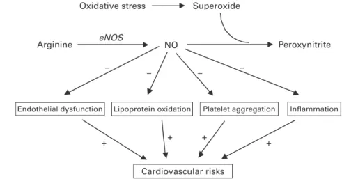 Fig. 1. Diagram to show the how cocoa polyphenols might affect the vascular system, with nitric oxide (NO) as the target
