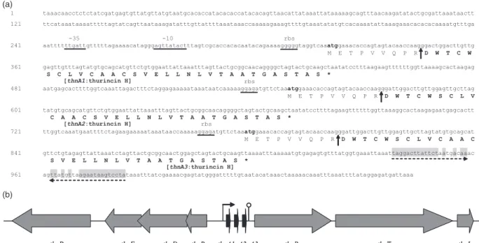 Fig. 2. (a) Nucleotide sequence and deduced amino acid sequence encoding thurincin H (thnA1, thnA2, and thnA3)