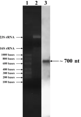 Fig. 3. Northern hybridization of total RNA extracted from Bacillus thuringiensis SF361