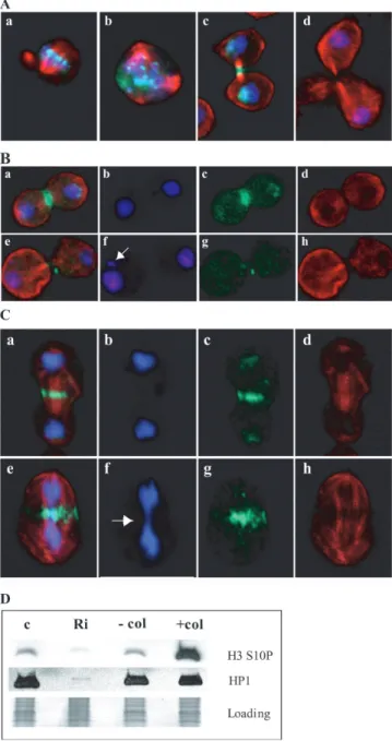 Figure 4. HP1 is physically associated with genes encoding cell-cycle regu- regu-lators