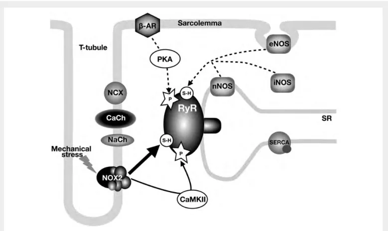 Figure 5 Signalling pathways involved in regulation of RyR activity in dystrophic cardiomyocytes