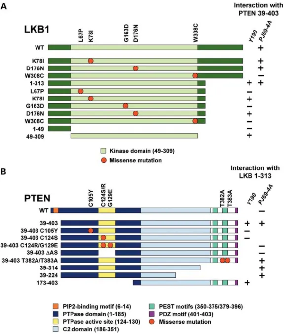 Figure 1. LKB1 and PTEN interactions in yeast two-hybrid assays. Schematic representation of LKB1 and PTEN constructs used in this study