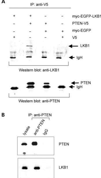 Fig. 3D and E). These results show that PTEN influences the subcellular localization of LKB1, possibly by retaining it in the cytoplasm.