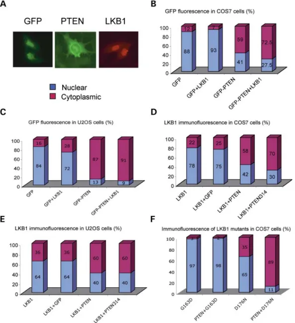 Figure 3. PTEN influences the subcellular localization of LKB1. (A) Typical examples of the subcellular localization patterns of transiently expressed myc-EGFP (GFP), myc-EGFP – PTEN (GFP – PTEN) and HA-LKB1 (LKB1)