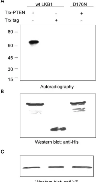 Figure 4. Recombinant PTEN is phosphorylated by LKB1 in vitro. (A) Auto- Auto-radiography of in vitro kinase assay performed with recombinant substrates and LKB1 immunoprecipitated from HEK293 cells transfected with plasmid pcDNA-LKB1-V5
