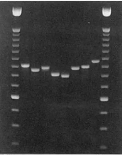 FIG. 1. Agarose-gel electrophoresis of PCR products obtained with primers matching the conserved regions U2 and U6 of the mitochondrial SSU rDNA