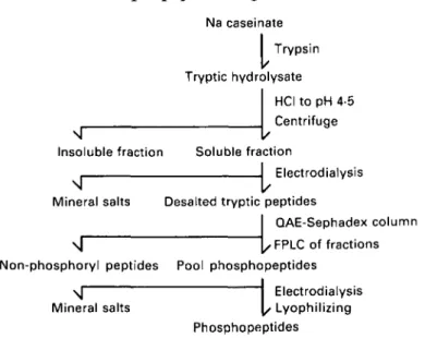 Fig. 1. Flow sheet for the preparation of tryptic phosphopeptides from whole bovine casein.