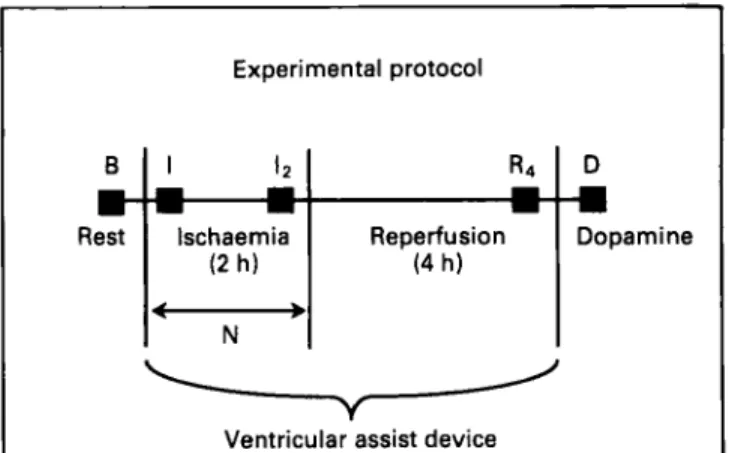 Figure  I  Experimental  protocol:  haemodynamic  measurements  were performed at rest  (B),  after  2  min  ( I )   and  2  h  (I2)  of  ischaemia,  after  4  h  of  reperjkion  (R4), and  during  dopamine  infusion  (Dj  (1000  pgugmin-')