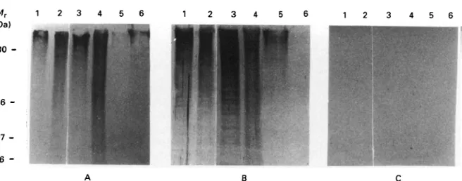 Fig. 5. Western blot analysis showing that MARPl and GM6 are conserved trypanosomal antigens
