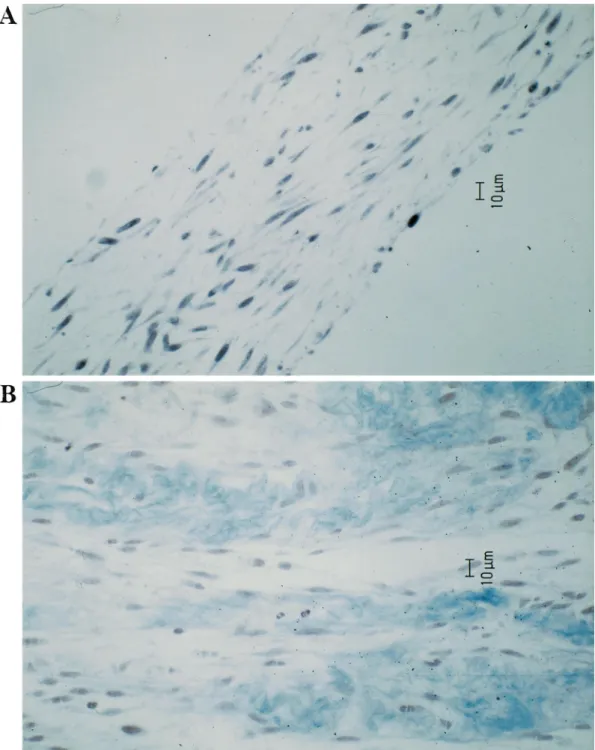 Fig. 4. Light microscopy documented folded cell sheets developed into an integral structure resembling to a native tissue with viable cells and con¯uent extracellular matrix