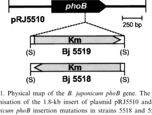 Fig. 1. Physical map of the B. japonicum phoB gene. The genetic organisation of the 1.8-kb insert of plasmid pRJ5510 and the B.