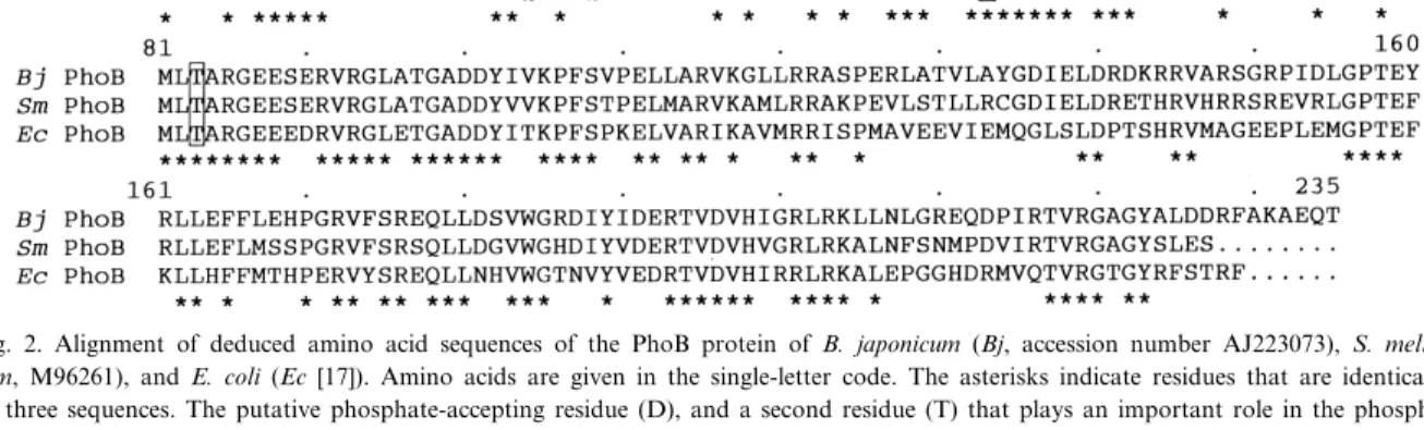 Fig. 2. Alignment of deduced amino acid sequences of the PhoB protein of B. japonicum (Bj, accession number AJ223073), S