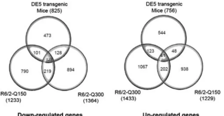 Figure 2. Venn diagrams depicting overlap between DE5, R6/2-Q150 and R6/