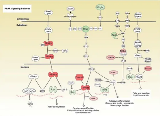 Figure 5. The PPAR pathway. Schematic depiction of the PPAR pathway with those genes highlighted that are selectively altered in their expression in DE5 transgenic mice