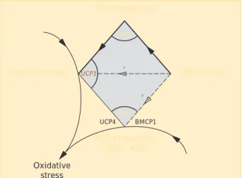 Fig. 7. Conceptual model diagram embodying the postulation that uncoupling protein (UCP) 2 and UCP3 have distinct primary  func-tions, with UCP3 implicated in regulating the flux of lipid substrates across the mitochondria and UCP2 in the control of mitoch