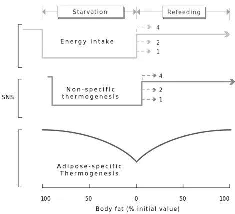 Fig. 1. Schematic representation of the concept of two distinct control systems under- under-lying adaptive thermogenesis during prolonged starvation and subsequent refeeding.