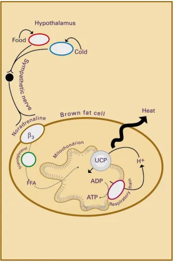 Fig. 2. Schematic diagram illustrating how brown adipose tissue generates heat. When activated by cold or diet, the uncoupling  pro-tein (UCP) in brown fat cells allows protons (H + ) to pass through the inner mitochondrial membrane, thereby abolishing the