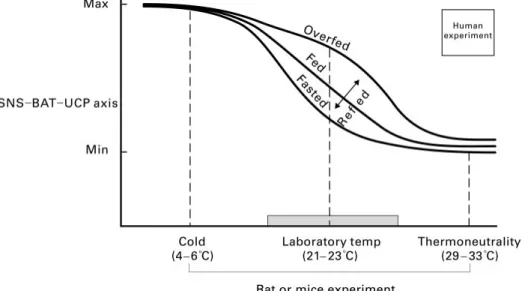 Fig. 3. Schematic diagram showing the response of the sympathetic nervous system (SNS)– (BAT)– uncoupling protein UCP axis to changes in diet and environmental temperature