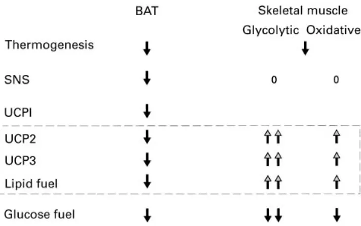 Fig. 6. Changes in brown adipose tissue (BAT) and skeletal muscle thermogenesis, fuel substrate and gene expression of uncoupling protein (UCP) 1, UCP2 and UCP3 in response to starvation
