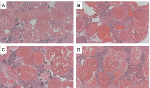 FIG. 7. (A) Section of control ovary, showing mature follicles typical of an actively spawning female