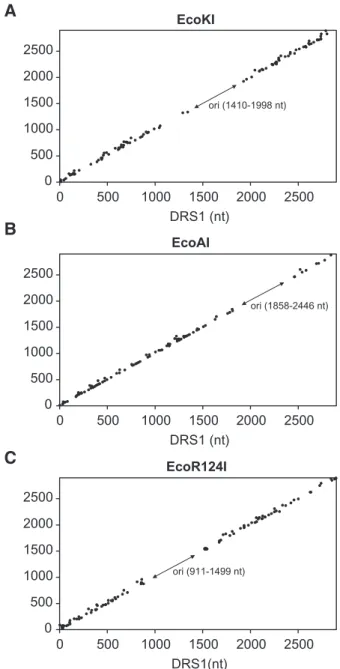 Figure 2. Plot of the distance between the recognition site and the break in the top strand (DRS2) against the distance between the recognition site and the break in the bottom strand (DRS1)