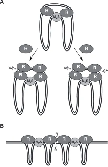 Figure 5. Proposed models for DNA duplex breakage by Type I restriction enzymes on circular (A) and linear (B) DNA substrates