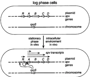 Figure 2. Mechanism of SPy gene regulation on the virulence plas- plas-mids of Salmonella serovars