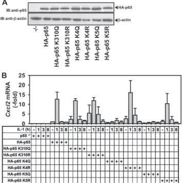 Figure 9. Speciﬁc inhibitory effects of p65 NF-kB acetylation- acetylation-mimicking mutants on IL-1-induced gene expression