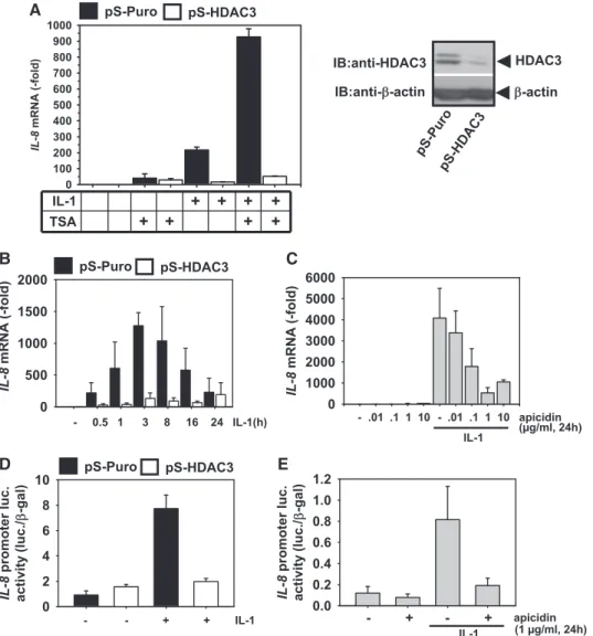 Figure 1. Interference with HDAC3 inhibits IL-8 transcription. (A) HEK293IL-1R cells were stably transfected with an empty shRNA vector (pS-Puro, black bars) or with a plasmid encoding a HDAC3-speciﬁc shRNA (pS-HDAC3, white bars) to generate shRNA-mediated