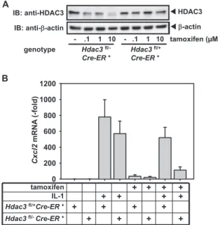 Figure 2. Deletion of the HDAC3 genes inhibits IL-1-triggered Cxcl2 transcription. (A) Immortalized murine embryonic ﬁbroblast (Mef) lines were generated from mice harboring ﬂoxed Hdac3 alleles and the tamoxifen-inducible Cre recombinase gene (33)