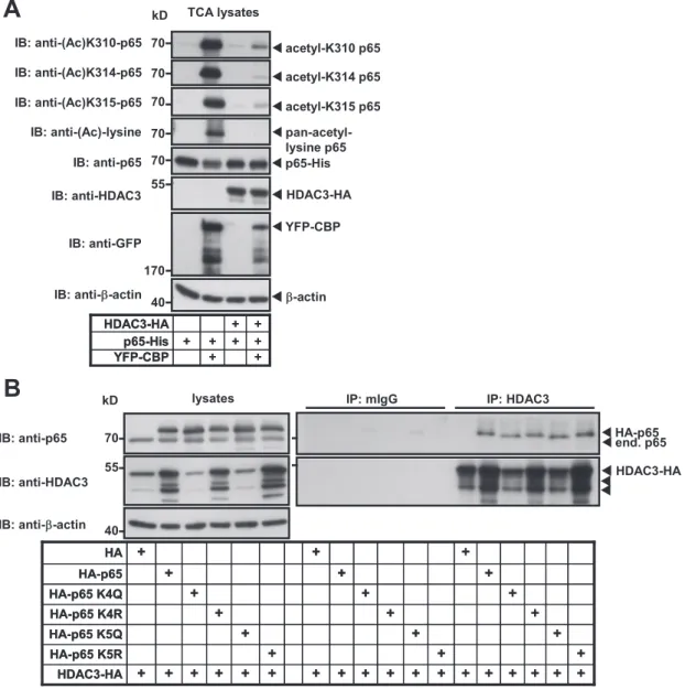 Figure 4. HDAC3 binds to and deacetylates p65 at lysines K310, K314 and K315. (A) HEK293IL-1R cells were transiently transfected to express wild-type His-tagged p65 along with YFP-tagged CBP and HA-tagged HDAC3